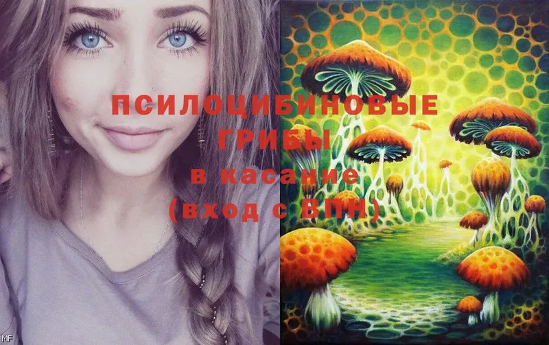 Галлюциногенные грибы Cubensis  купить закладку  Алзамай 